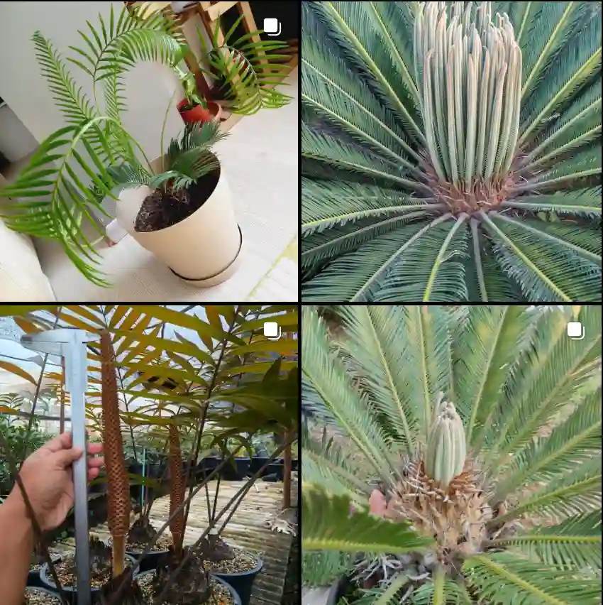 Cycas