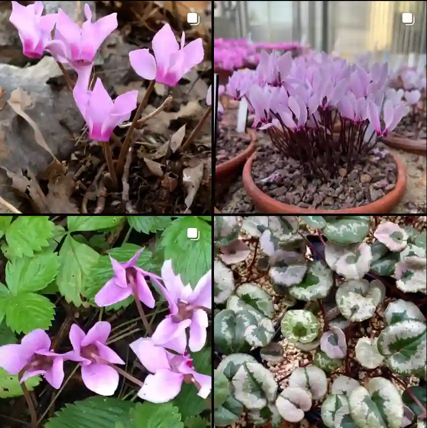 Cyclamen