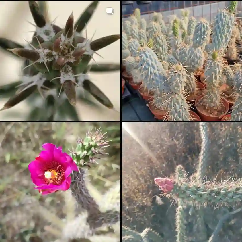 Cylindropuntia