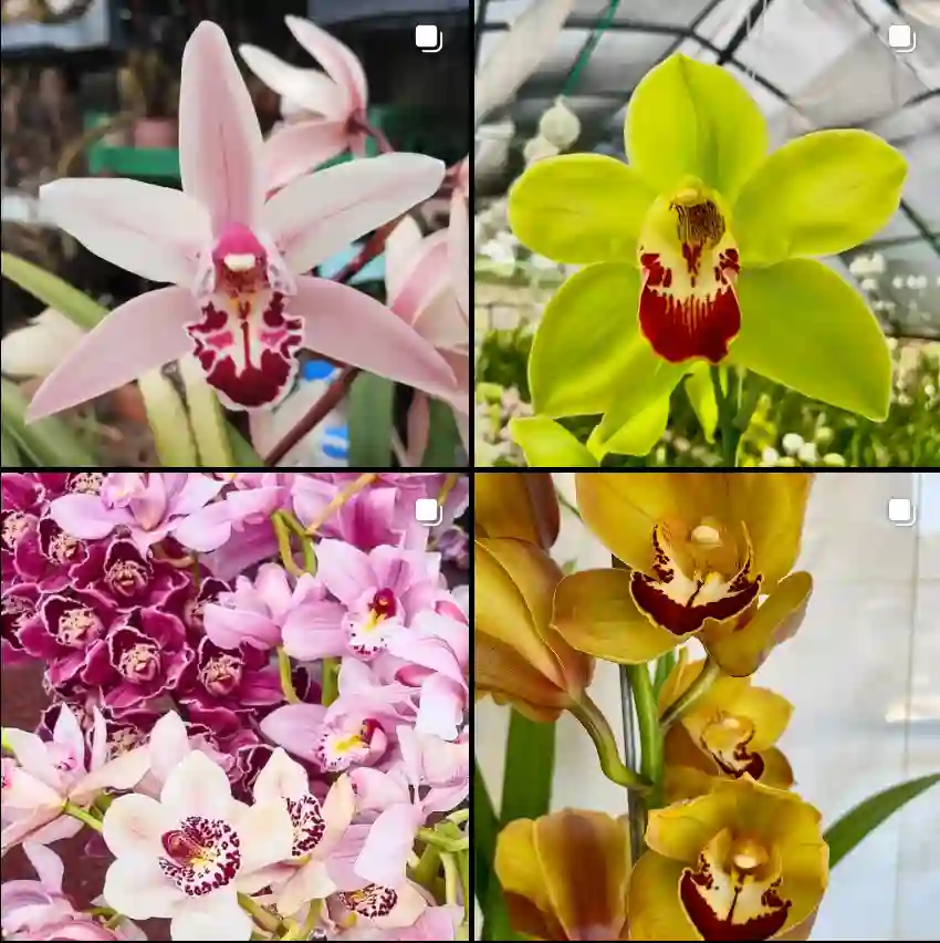 Cymbidium