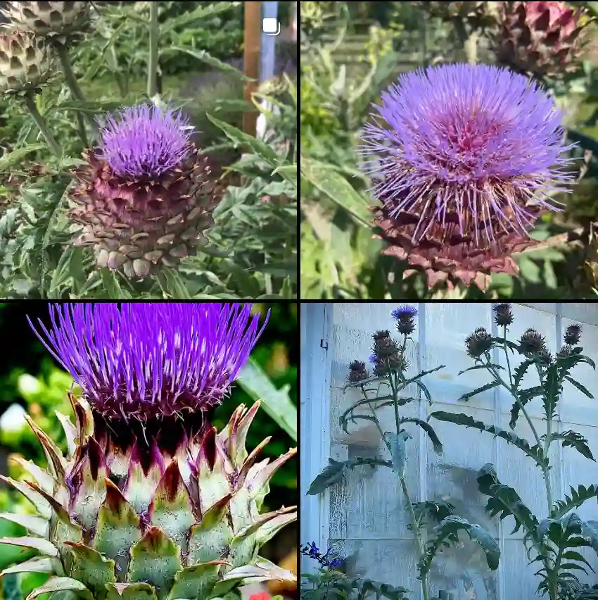 Cynara