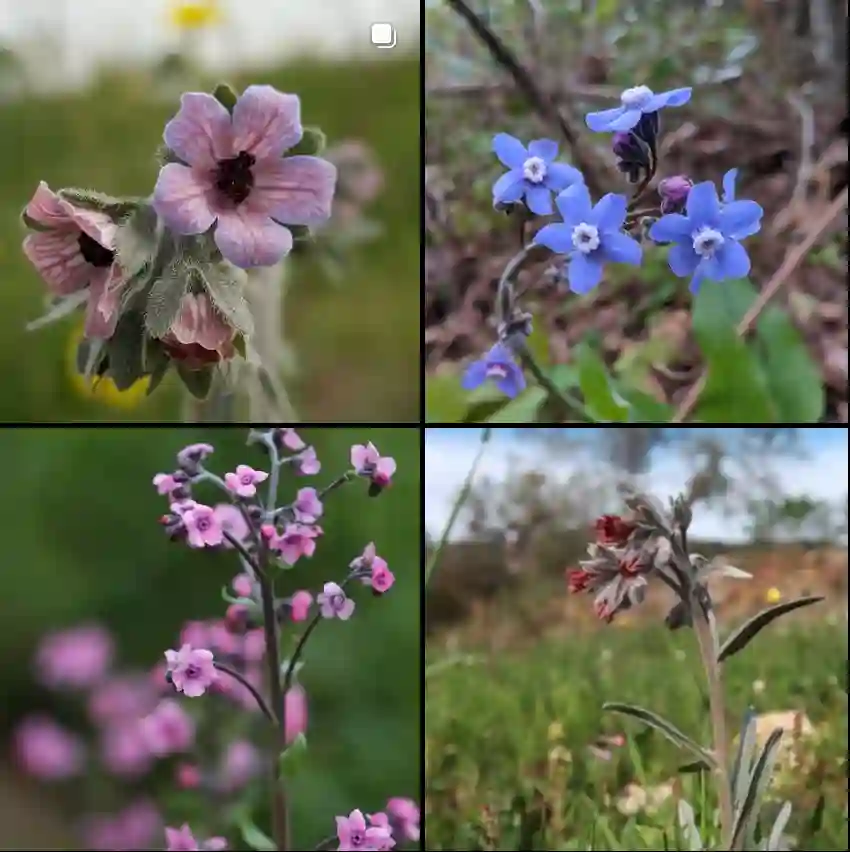 Cynoglossum