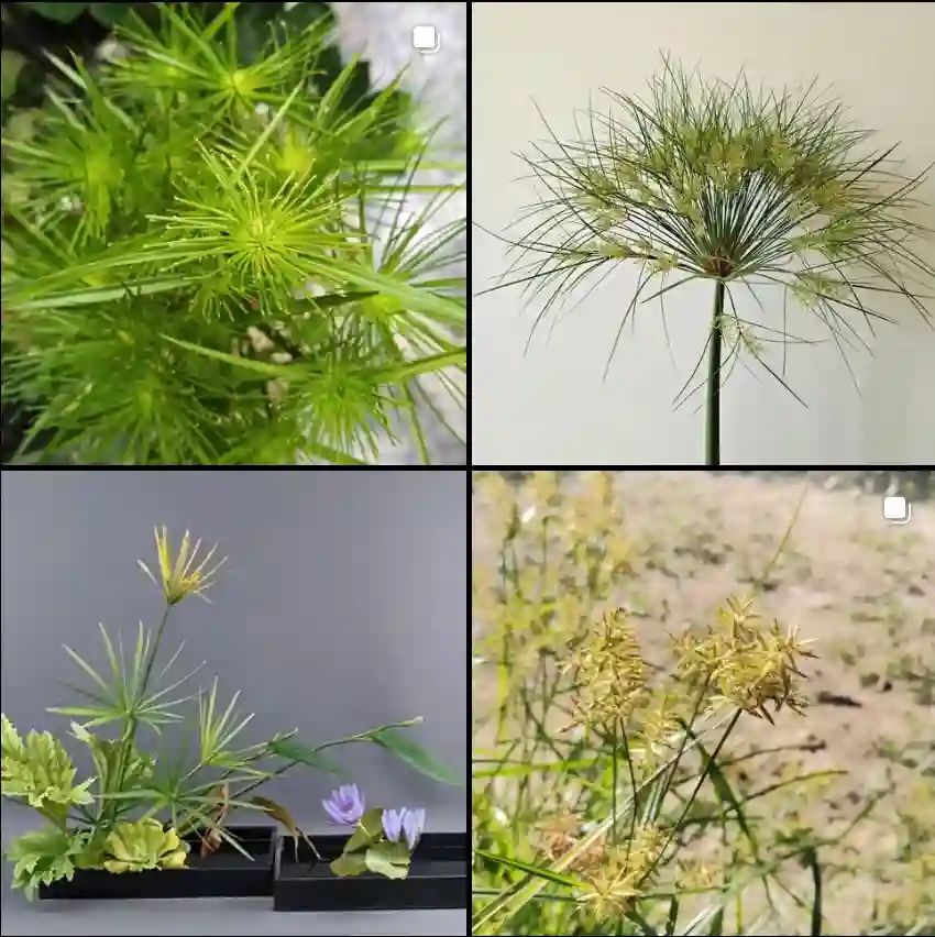 Cyperus