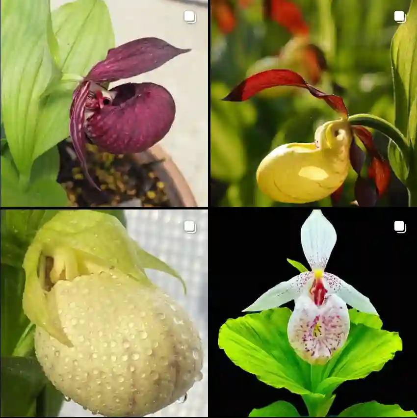 Cypripedium