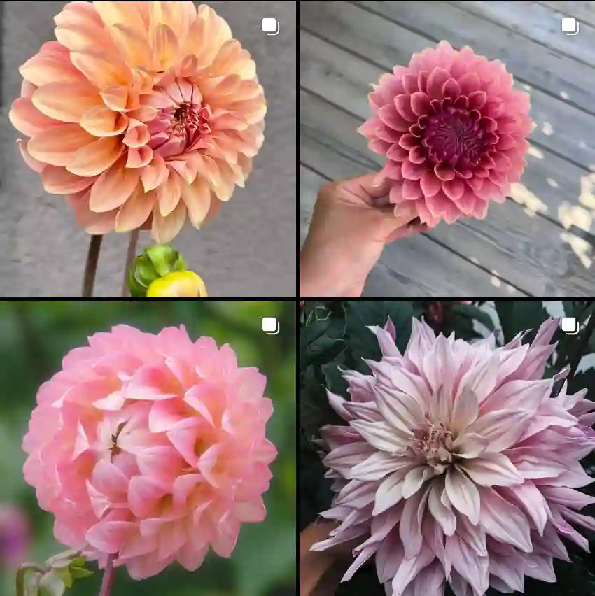 Dahlia