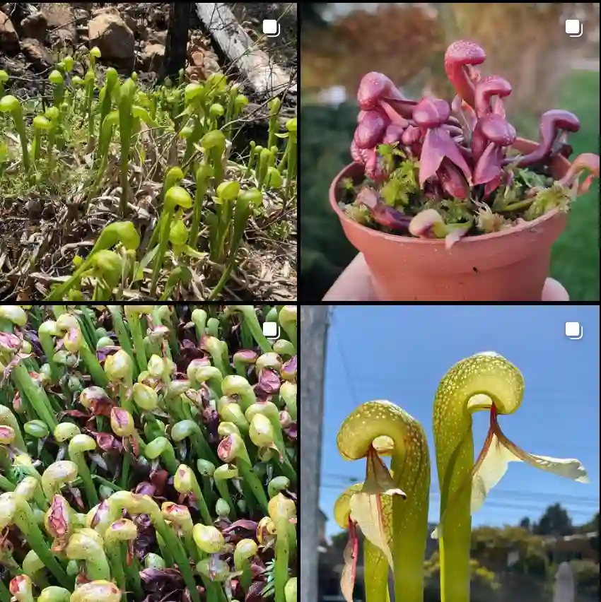 Darlingtonia