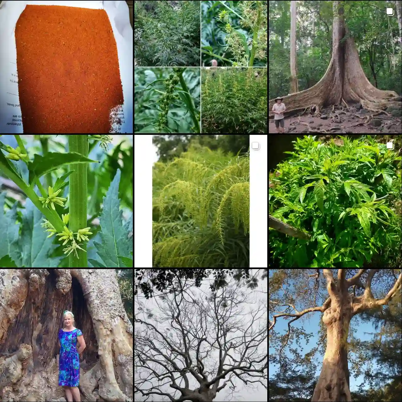Plant Family: Datiscaceae - Genus Datisca