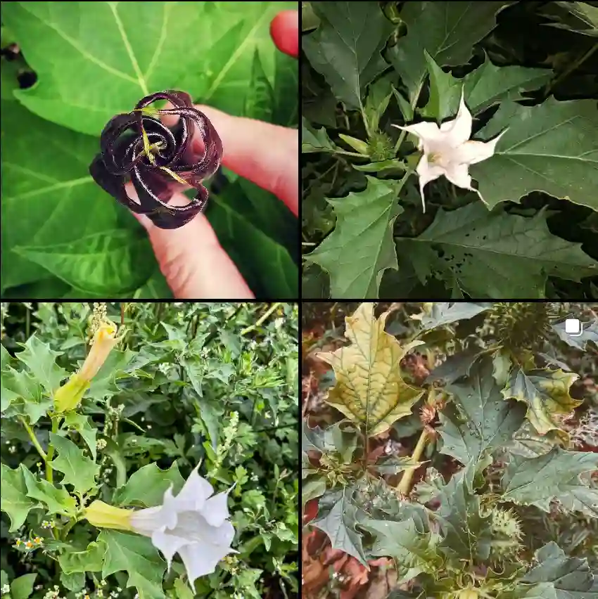 Plant Family 4 Genera In Erythroxylaceae