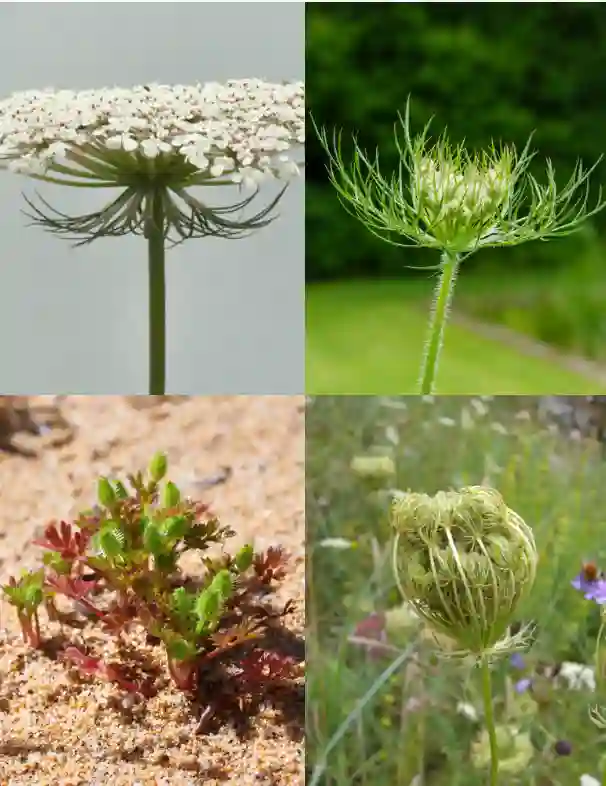 Daucus