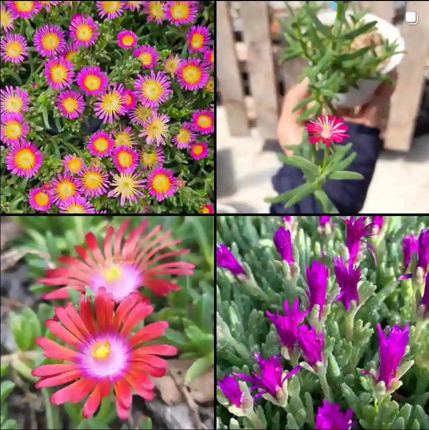 Delosperma