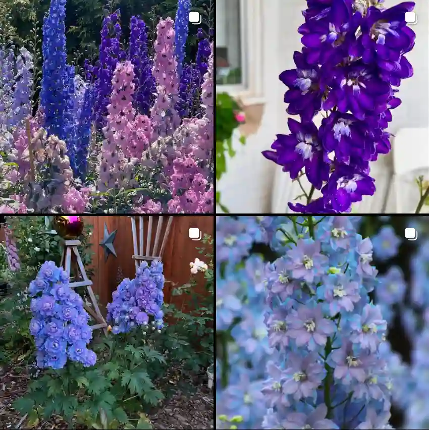 Delphinium