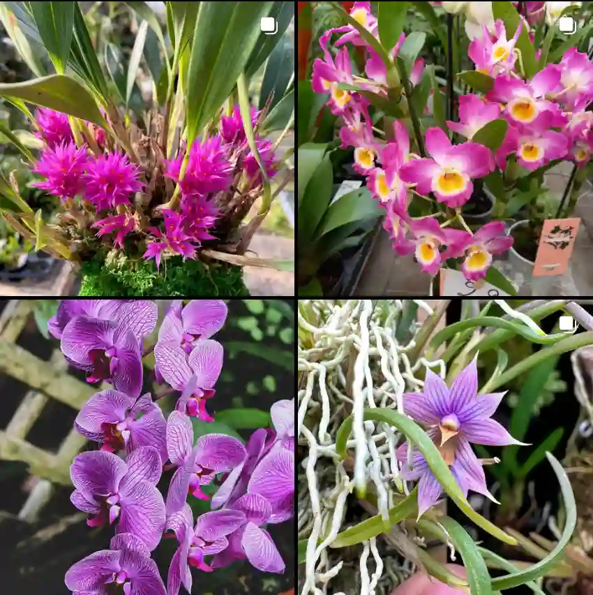 Dendrobium