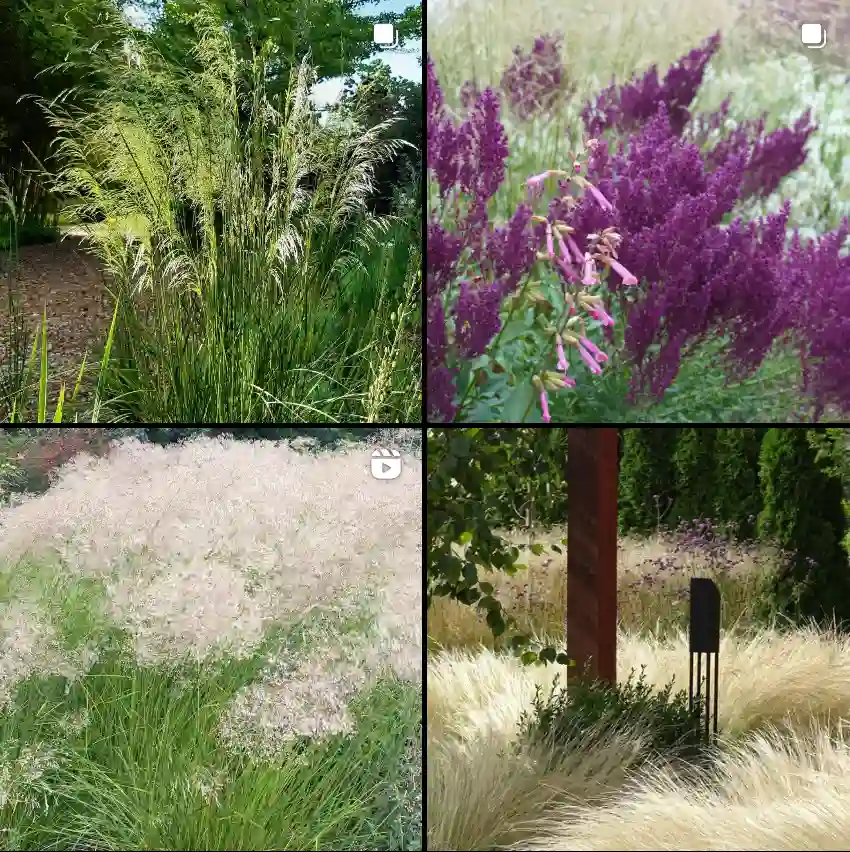 Deschampsia