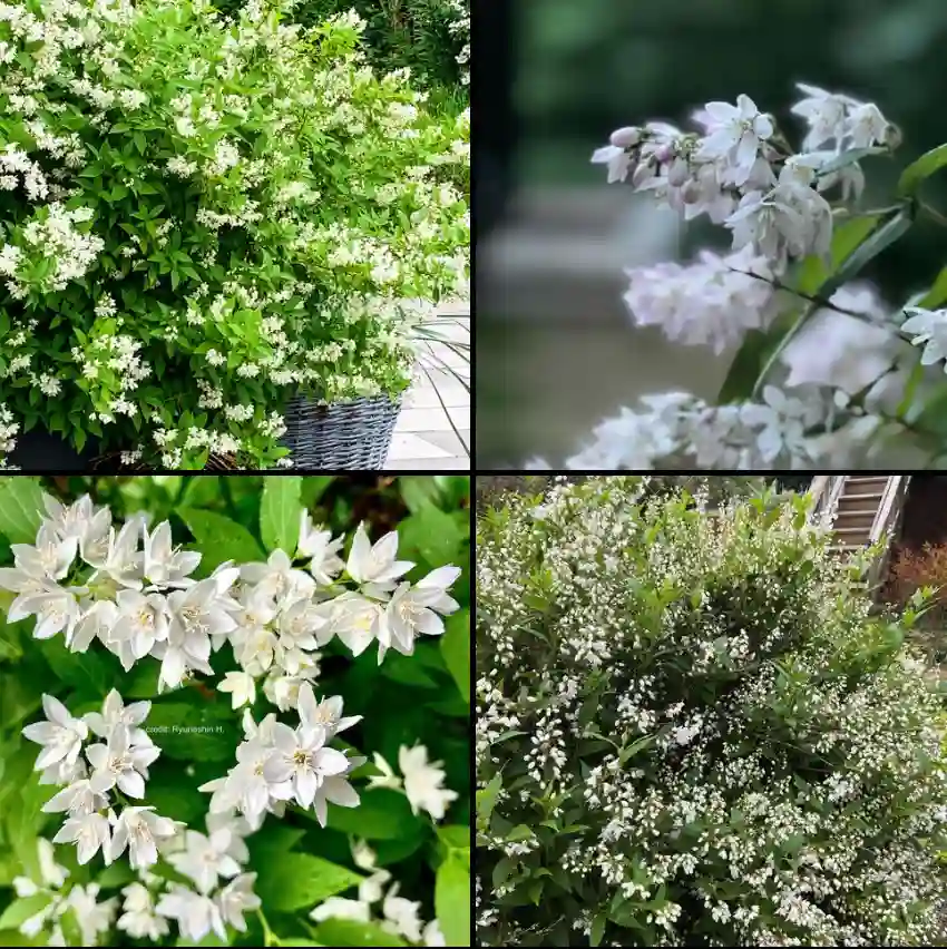 Deutzia