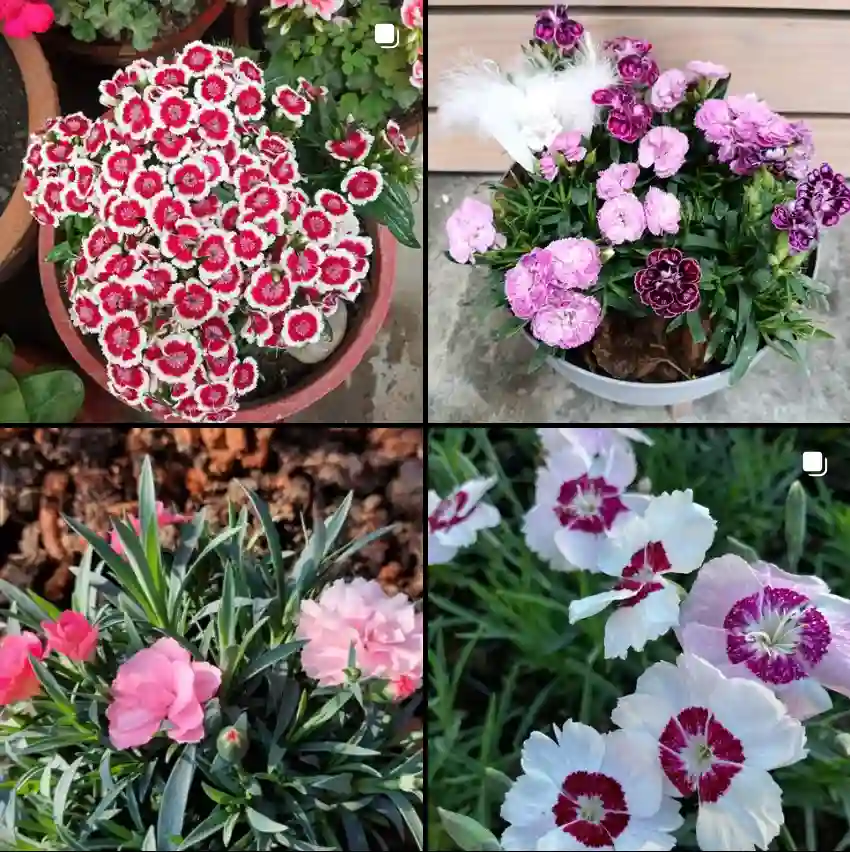 Dianthus