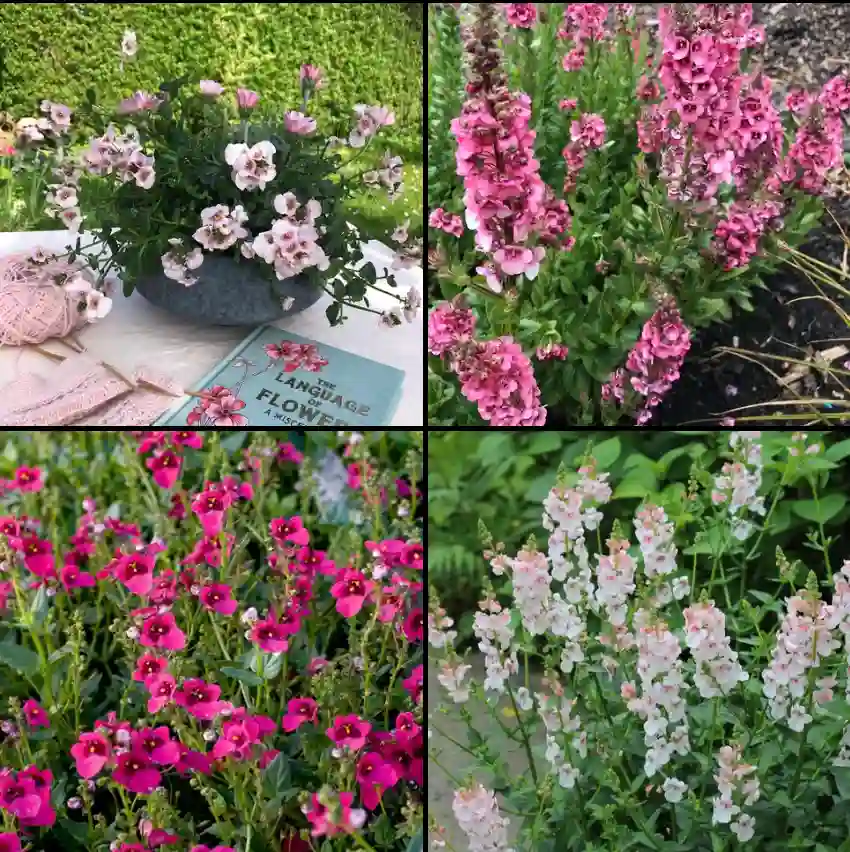 Diascia