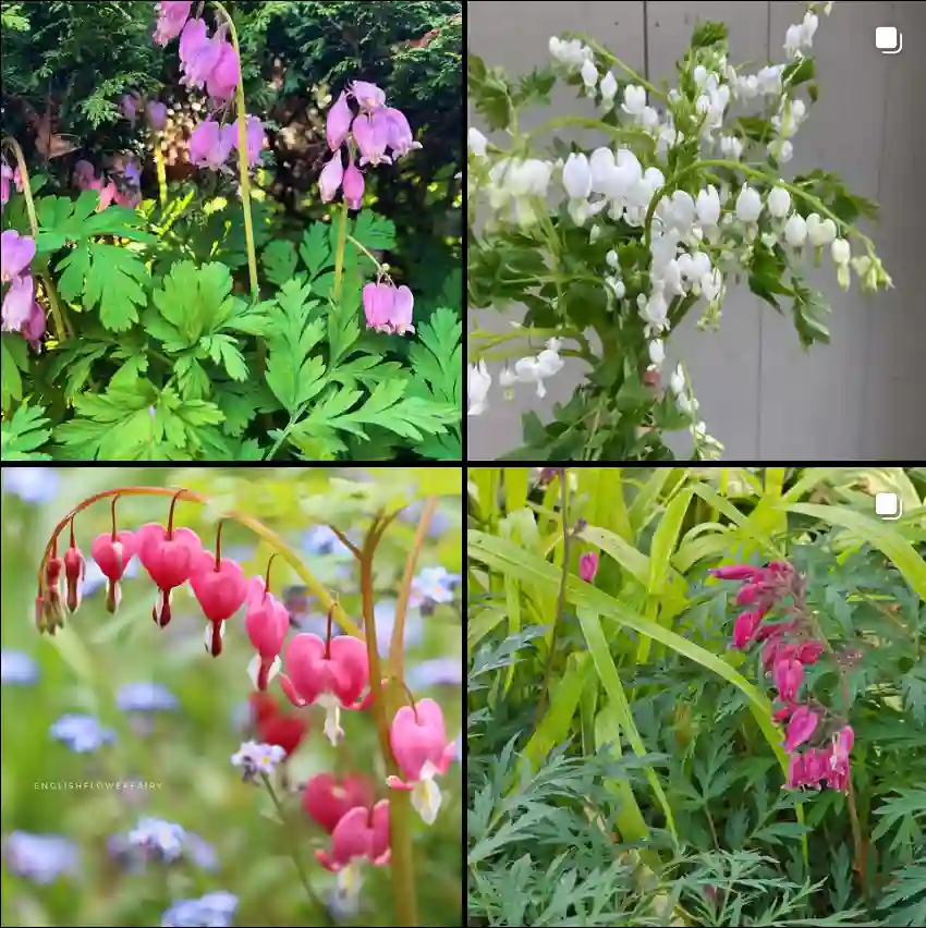 Dicentra