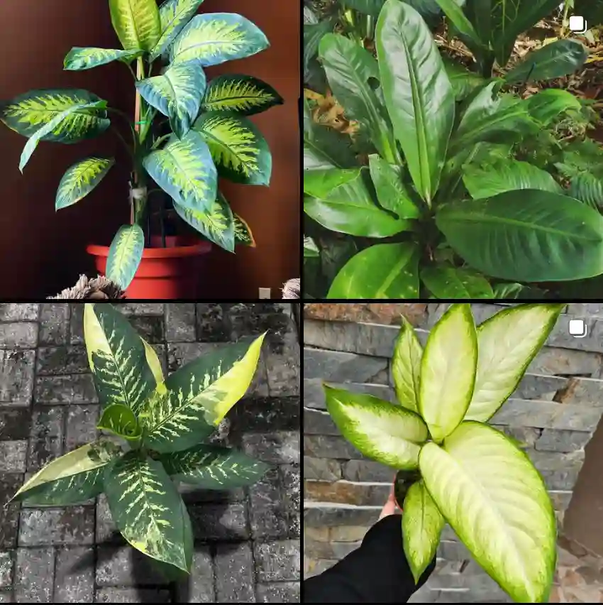 Dieffenbachia