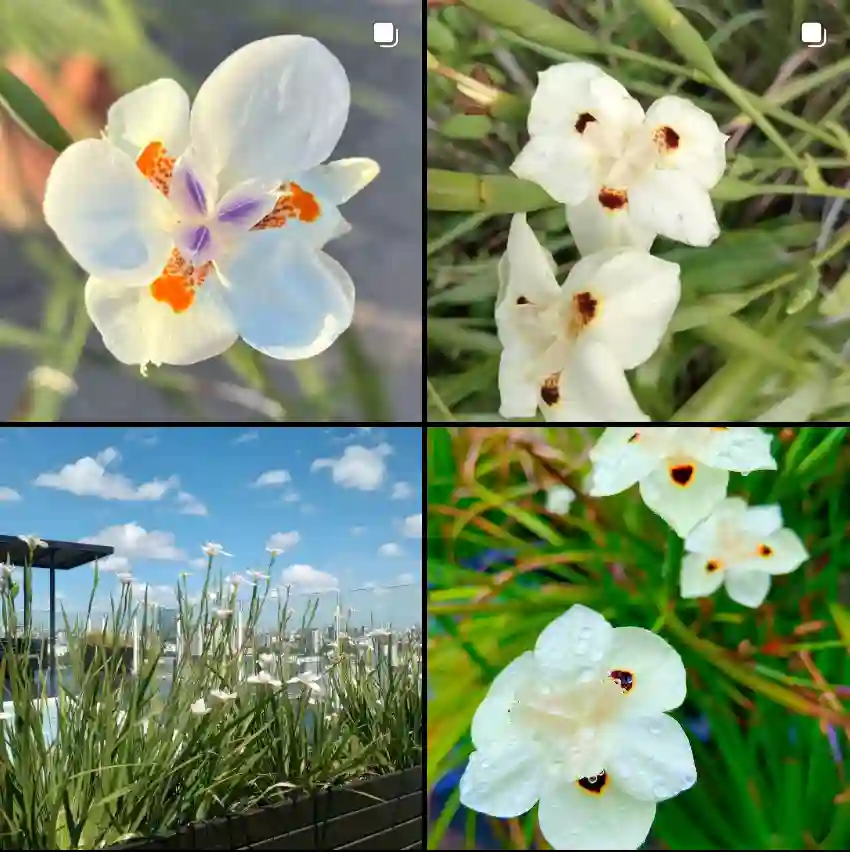 Dietes