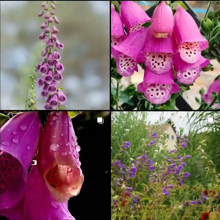 Digitalis