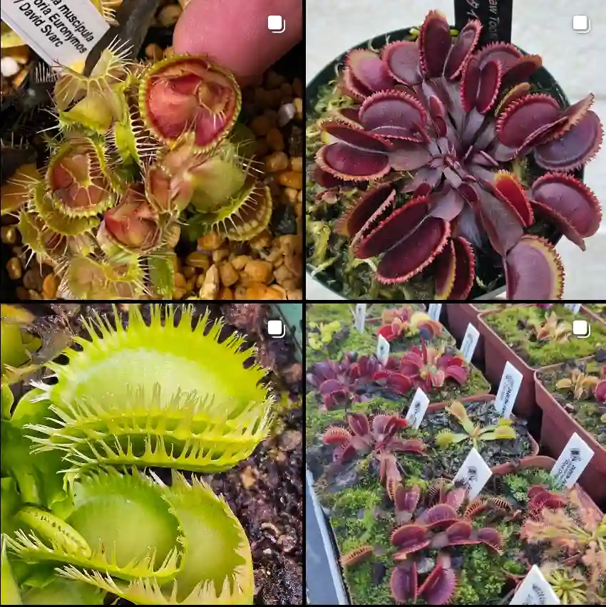 Dionaea