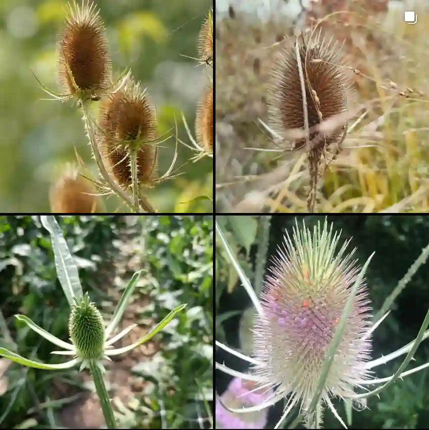 Dipsacus