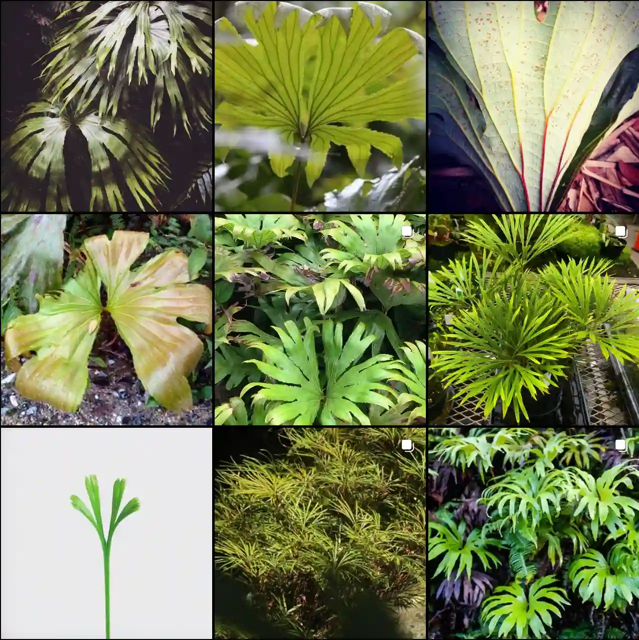 Plant Family 2 Genera in Dipteridaceae