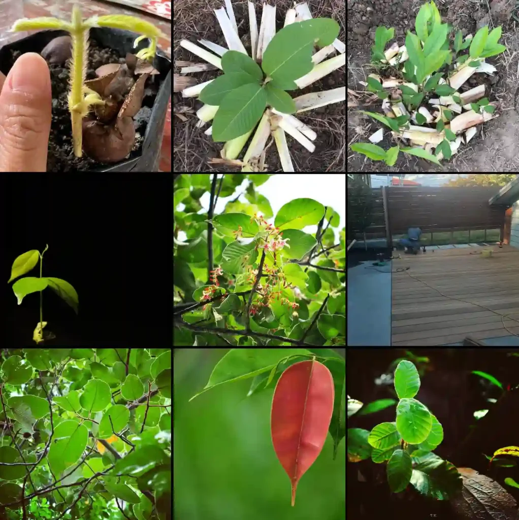 Plant Family: 22 Genera in Dipterocarpaceae