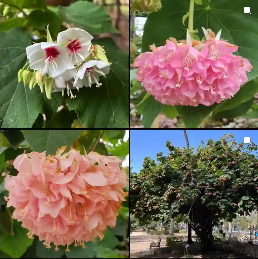 Dombeya