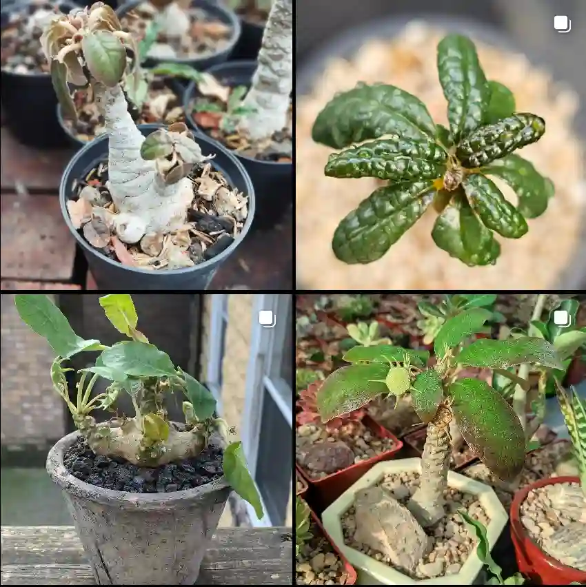 Dorstenia