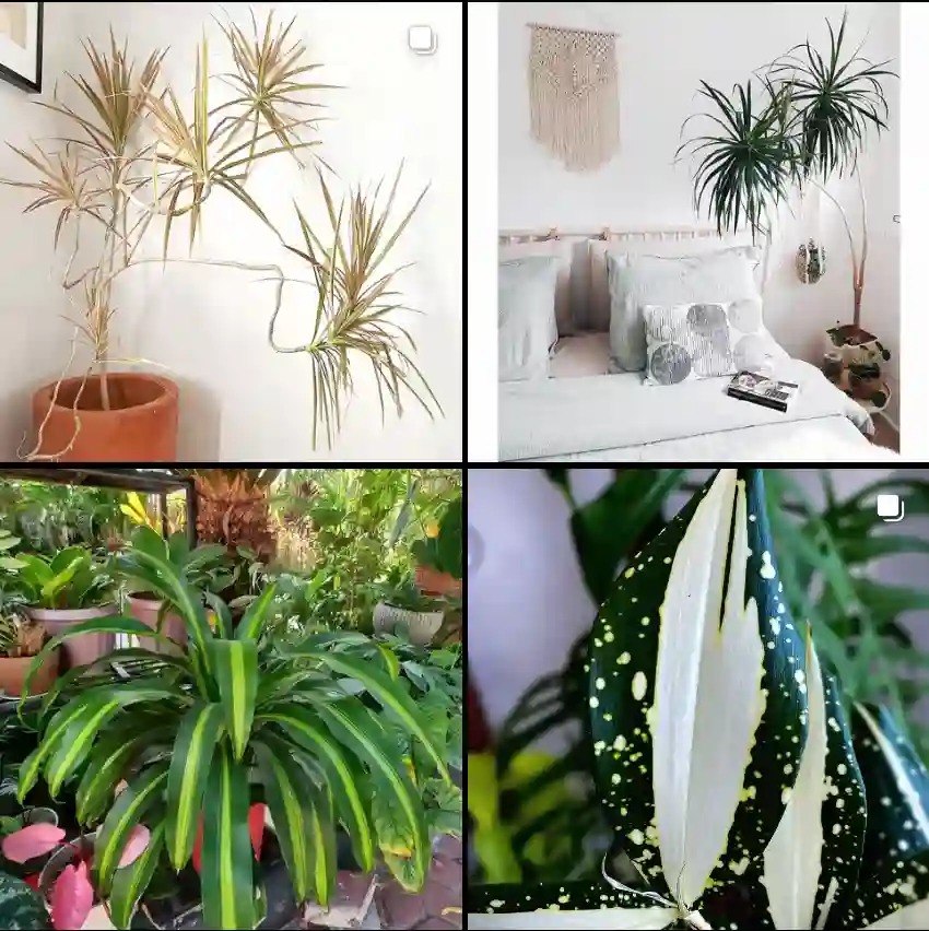 Dracaena