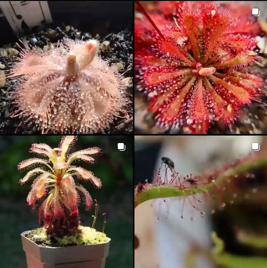 Drosera