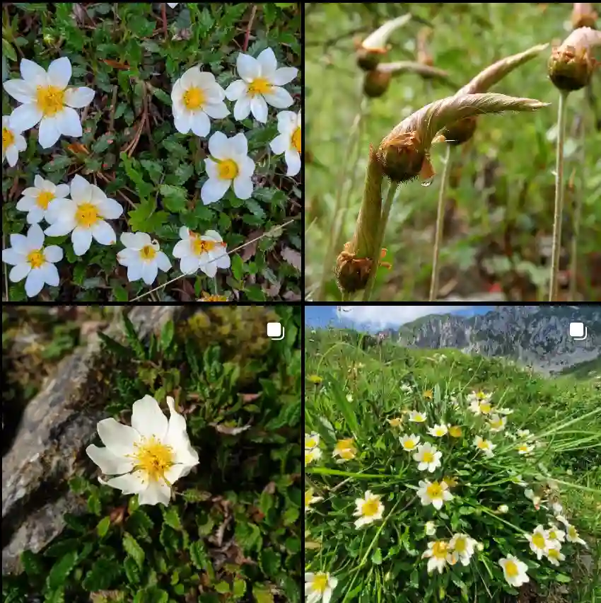 Dryas