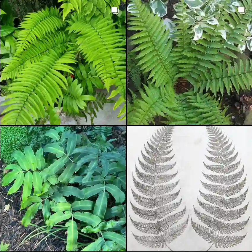 Dryopteris