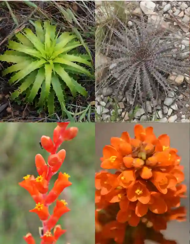 Dyckia