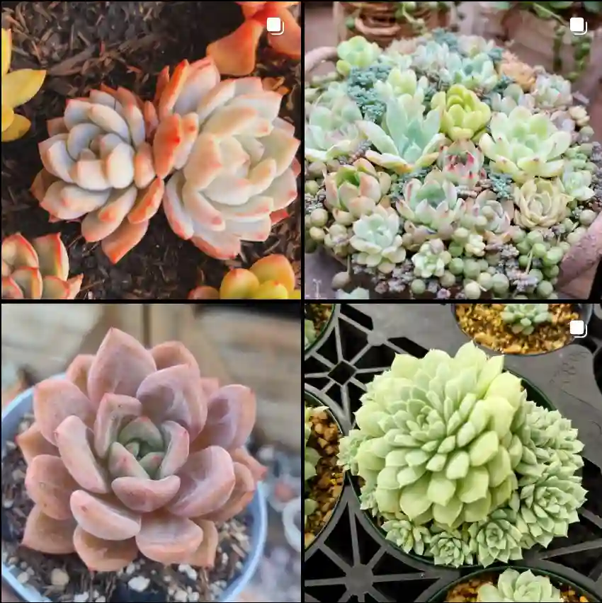 Echeveria