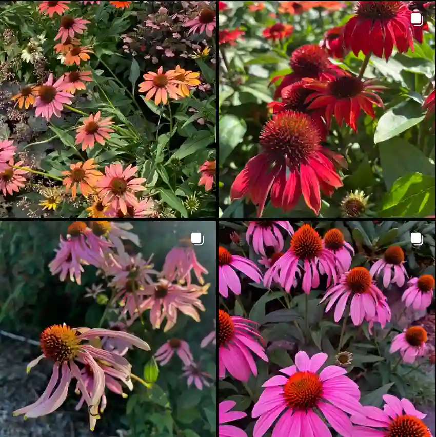 Echinacea