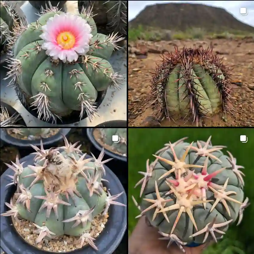 Echinocactus