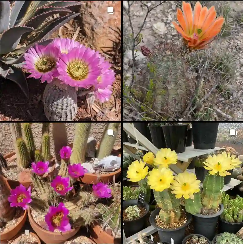 Echinocereus