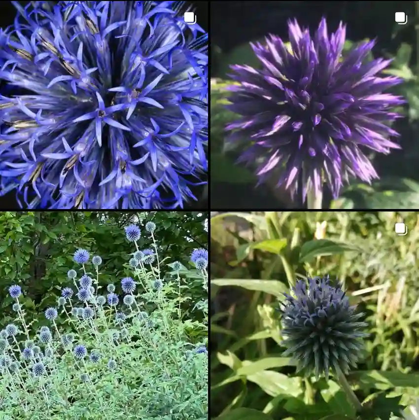 Echinops