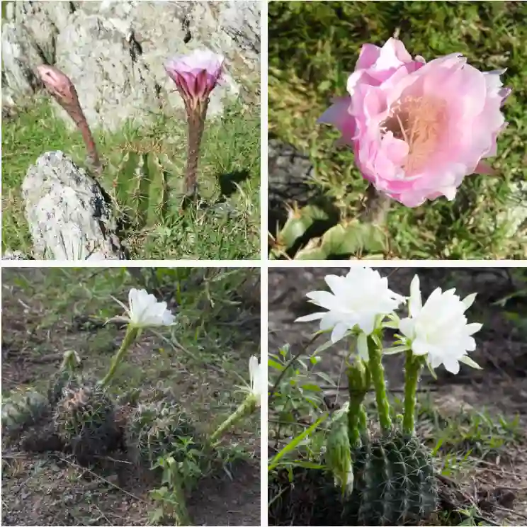 Echinopsis