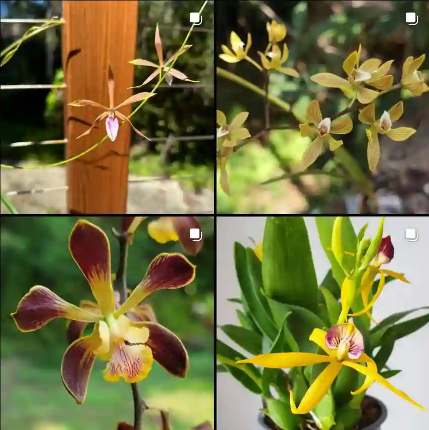 Encyclia