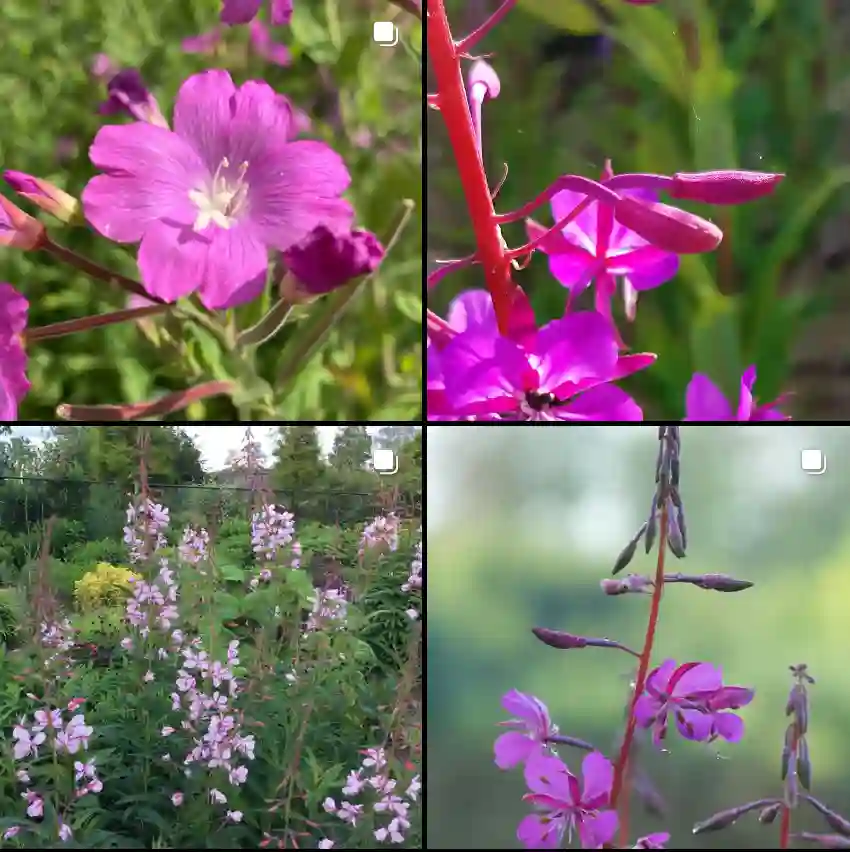 Epilobium