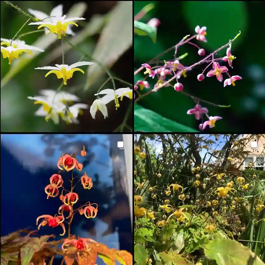 Epimedium