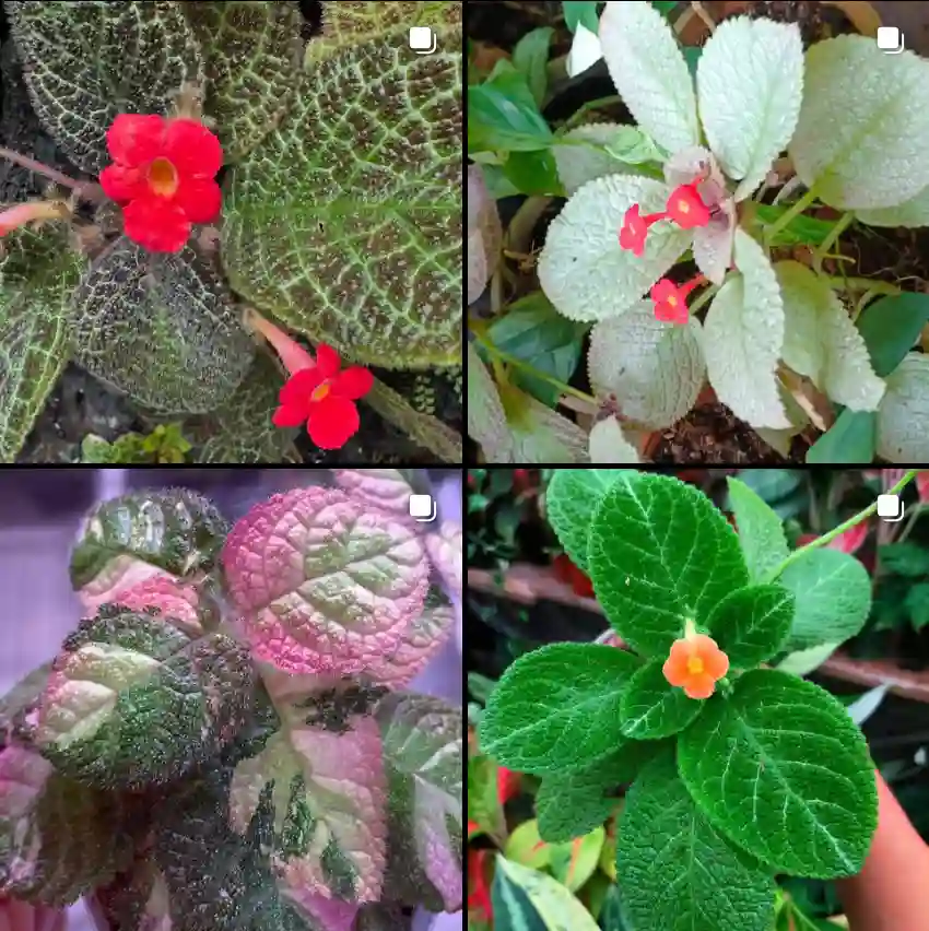 Episcia