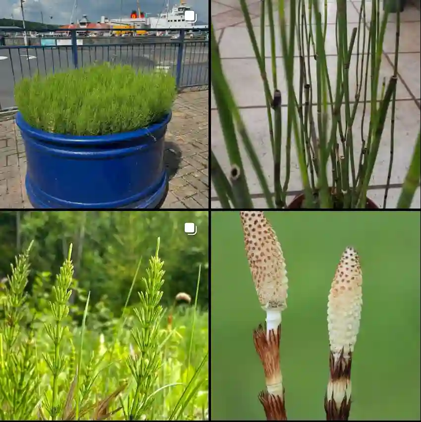 Equisetum