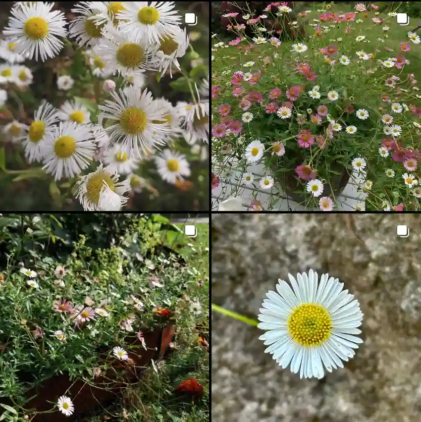 Erigeron