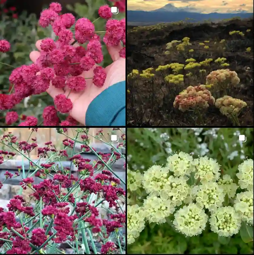 Eriogonum