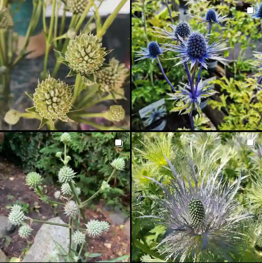 Eryngium