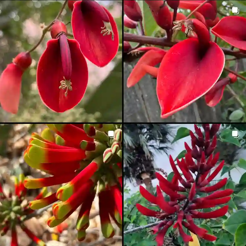 Erythrina